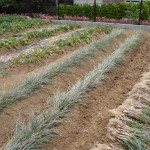 CIMG2932 - コピー